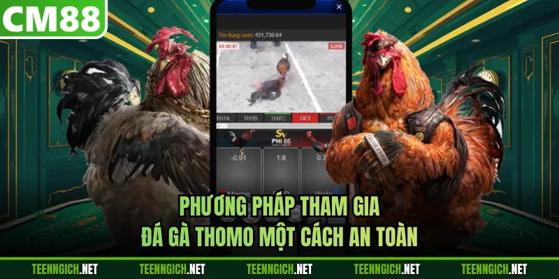 Đá Gà Thomo CM88 - Livestream Mượt Mà, Tỷ Lệ Cược Cạnh Tranh - Wexin